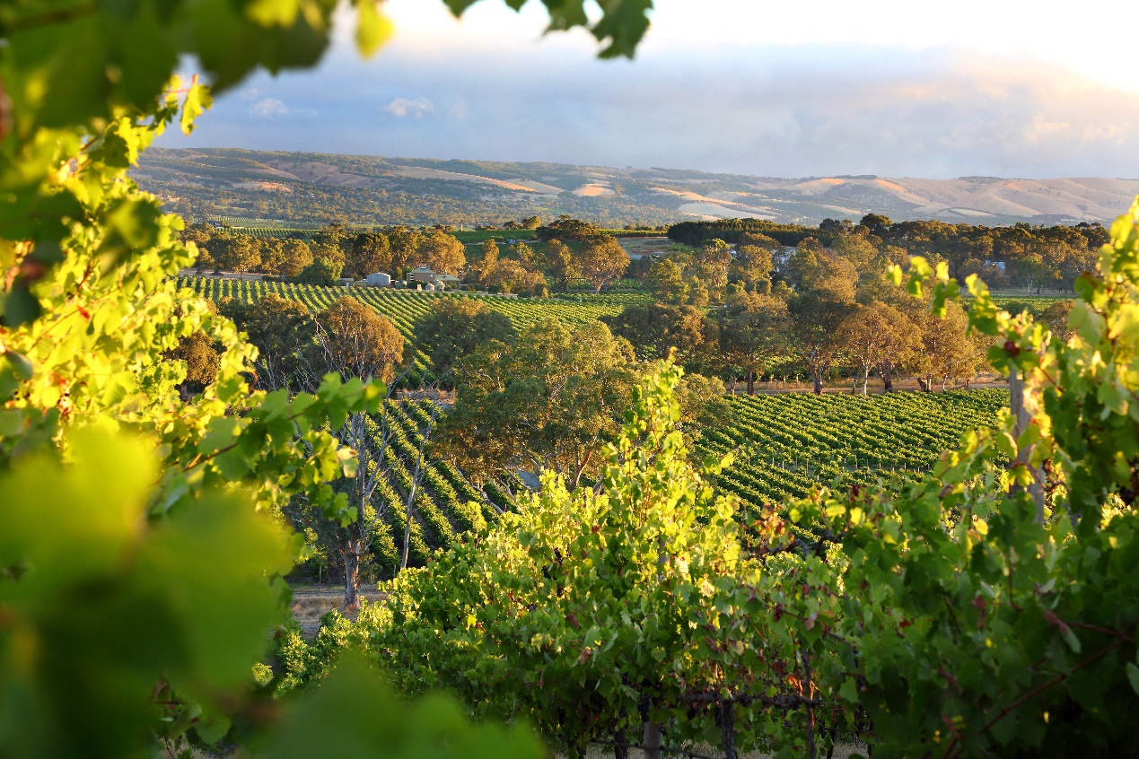 McLaren Vale