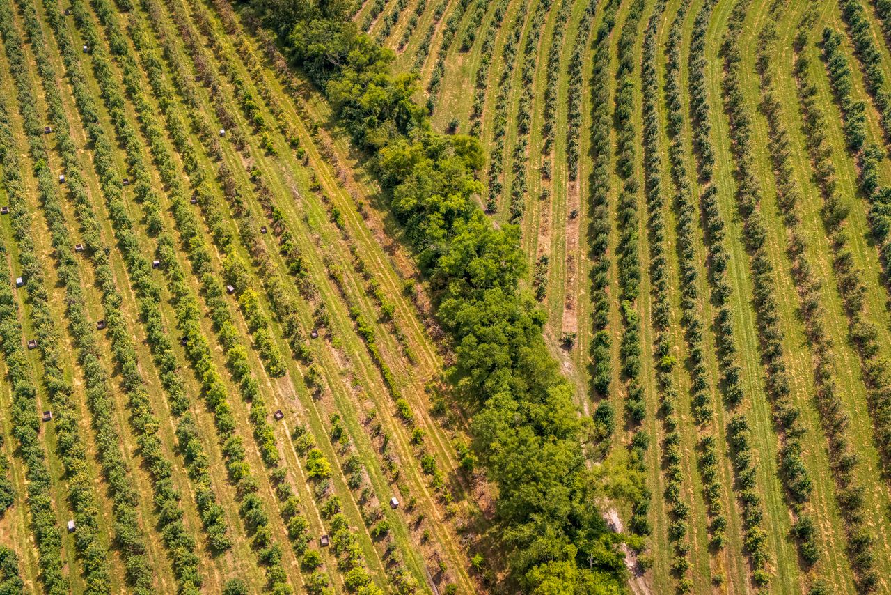 The Oldest Vines