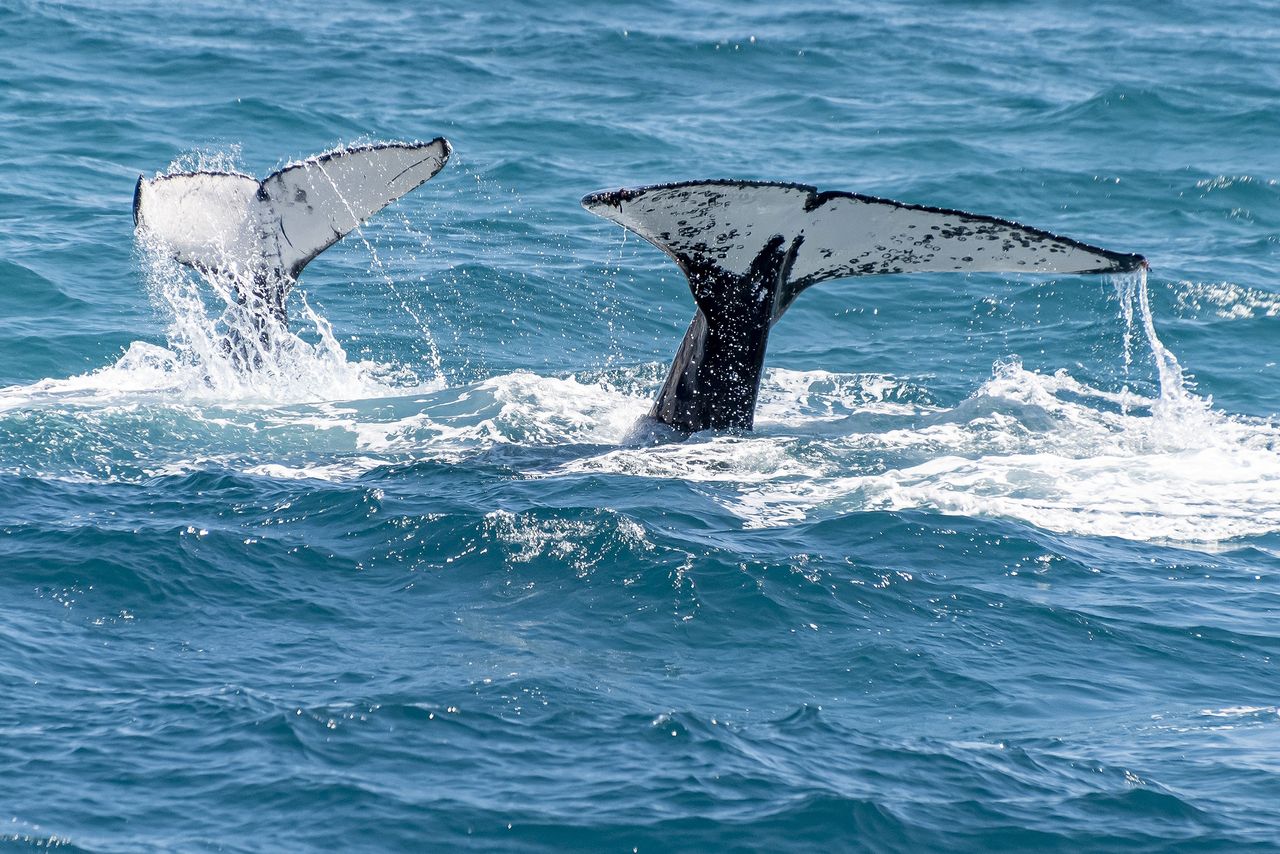 The Whale Season